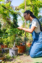 Black ethnic woman gardener working in the nursery inside the greenhouse