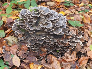 Coriolus versicolor is a common polypore mushroom. Coriolus versicolor is a medicinal mushroom widely prescribed for the prophylaxis and treatment of cancer and infection in China