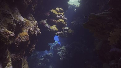 Sunshine penetrate the underwater coral cave and illuminate it. Tropical fish swim inside coral caves in the sunrays penetrating from the surface
