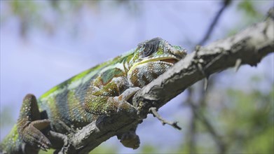 Portrait of chameleon lies on branch licks it and looks around on sunny day on blue sky background. Panther chameleon