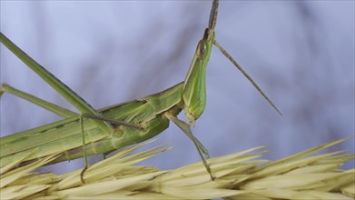 Close-up of an active Giant green slant-face grasshopper Acrida on spikelet on grass and blue sky background