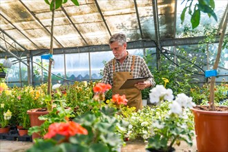 Gardener working in a nursery inside the flower greenhouse