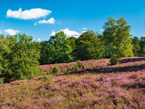 Typical heath landscape with flowering heather and birch trees on a hill