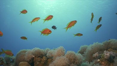 Morning time on the coral reef. Life on a coral reef at dawn. Tropical fish swims above the coral reef in the morning sunrays at sunrise