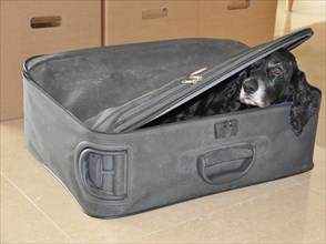 Cocker spaniel Dog Hiding in a Suitcase