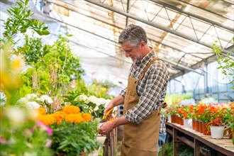 Gardener working in a nursery inside the flower greenhouse as caring for plants in the nursery