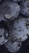 Close-up of berries of dark bunch of grape with water drops