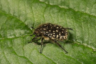 White spotted rose beetle