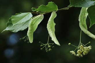 Linden tree with blossoms