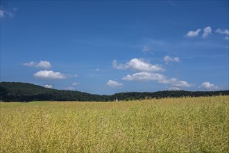 Rape field in front of harvest with the church tower of Eichelsdorf in the Hassberge district of Lower Franconia