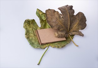 Open blank notebook on fallen autumn leaves on a black background