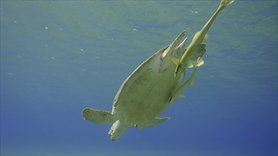 Great Green Sea Turtle