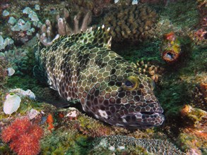 Snoubnose grouper