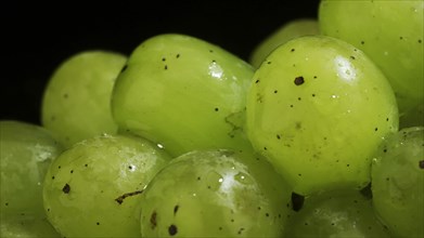 Close up of bunch of green grapes with water drops on black background