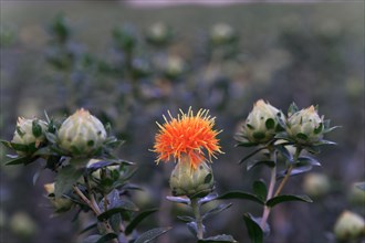 Flowering carthamus plant used for oil production