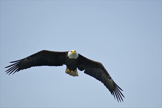 Adult bald eagle in flight