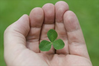 Human Hand Carefully Protecting a Three Leaf Clover