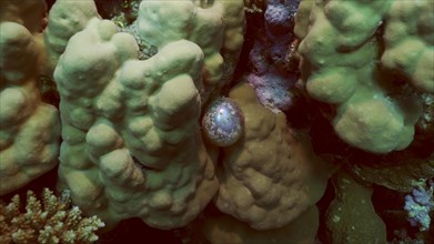 Unicellular organisms Bubble algae