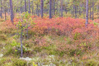 Bog in a pine forest with autumn colored plants