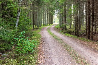 Curvy dirt road in a spruce forest landscape