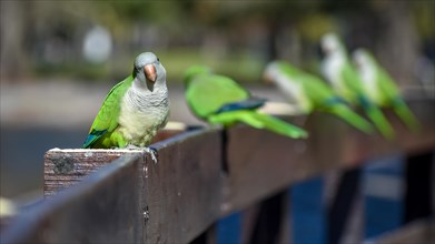 A group of free-ranging monk parakeets