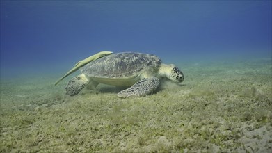 Wide-angle shot of Sea turtle grazing on the seaseabed