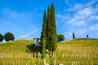 Wine Field with Cypress Trees and a hut on Mountain Side in Ticino