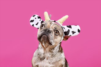 French Bulldog dog wearing cow costume headband in front of pink background