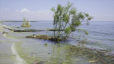 Trees with floating debris has reached Black Sea coastal zone in Odessa