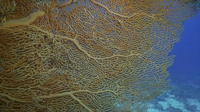 Close up of soft coral