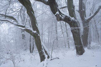 Snow-covered beech forest in the fog