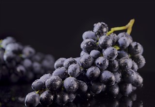 Details of fresh dark grapes with water drops
