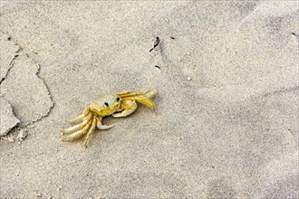 Crab walking on the beach sand in the state of Bahia