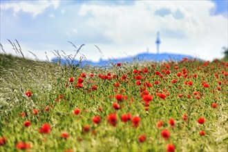 Corn poppy blossom in a barley field with a view of the telecommunications tower