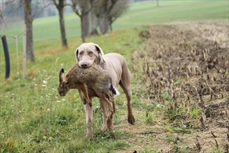 Hunting dog shorthaired Weimaraner retrieves hare