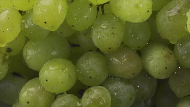 Bunch of green grapes with water drops. Close-up
