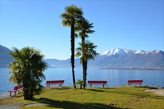 Palm trees and benches close to an alpine lake Lago Maggiore