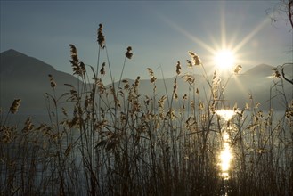 Pampas Grass with Sunbeam on an Alpine Lake Maggiore with Mountain in Ascona