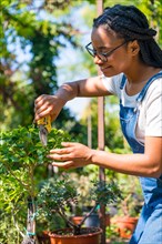 Black ethnic woman with braids gardener working in the nursery inside the greenhouse