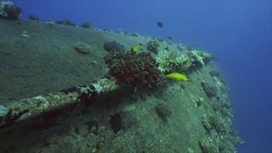 Keel and bottom of ferry Salem Express shipwreck covered with corals tropical fish swim around it