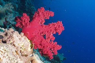 Klunzinger's tree coral