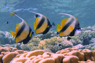 Three specimens of red sea bannerfish