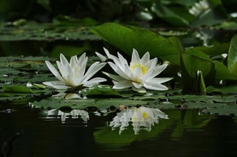 Picturesque white water lilies