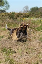 Hunting dog Griffon retrieves fallow deer