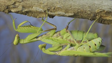 Close-up of mating process of praying mantises. Couple of praying mantis mating hanging under tree branch. Transcaucasian tree mantis