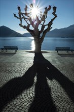 Bare Tree with Sunlight and Shadow on Waterfront with Mountain in Ascona