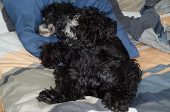 Cocker Spaniel Dog Sleeping in the Bed