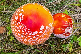 Cap of Fly agaric