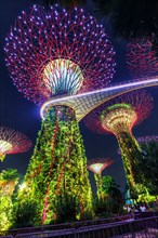 Gardens by the Bay with the Supertrees in the evening in Singapore