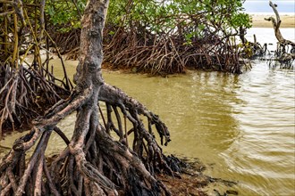 Dense mangrove vegetation meets the sea at Sargi beach in Serra Grande on the coast of Bahia